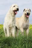 IRISH WOLFHOUND 070